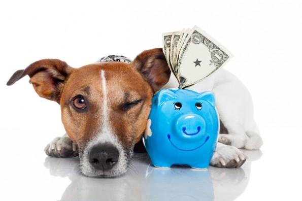 Dog with a piggy bank — pet insurance costs