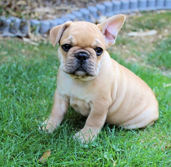 French Bulldog on grass — breed insurance guide