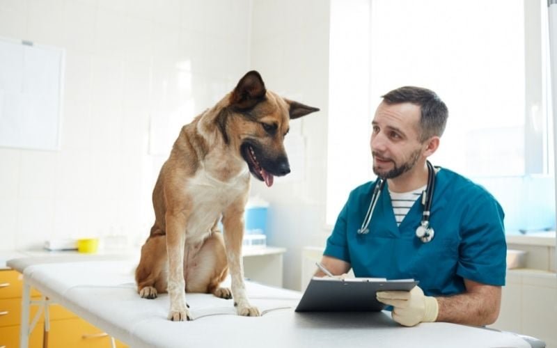 Veterinarian examining a dog — vet visit costs