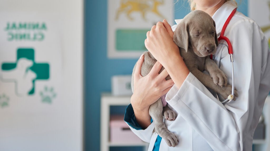Person holding a puppy at the vet